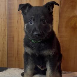 Slate - Black and tan male German Shepherd puppy in Beech Grove, Arkansas from Ze Zadnich lesu
