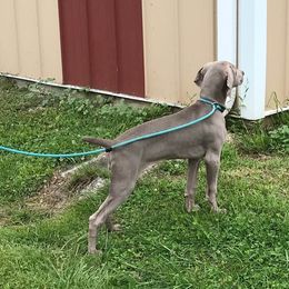Weimaraner Puppies from Always Faithful Weimaraners