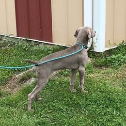 Weimaraner Puppies from Always Faithful Weimaraners