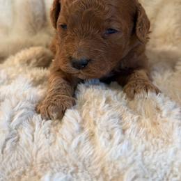 Boy 4 - Red  male Goldendoodle puppy in Haleyville, Alabama from Susan’s Prefurred Doodles