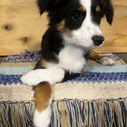 Miniature Australian Shepherd Puppies from Magnolia Aussies