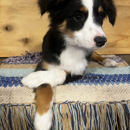 Miniature Australian Shepherd Puppies from Magnolia Aussies