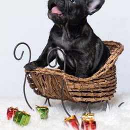 French Bulldog Puppies from DonnieLovesStella French Bulldogs