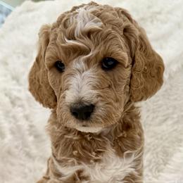 Cooper - Parti male Goldendoodle puppy in Cleburne, Texas from Doodles of the Brazos