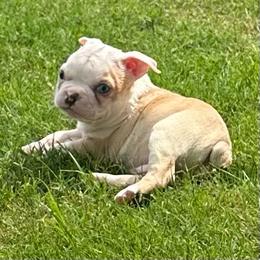 Valor - Seal brindle and white male Boston Terrier puppy in Brazos Point, Texas from TX Southern Belle Bostons