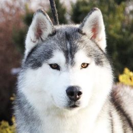Victor - Siberian Husky