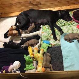 Great Dane All Grown Up from Pegasus Great Danes