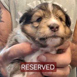 Shetland Sheepdog Puppies from Country Acres Shetland Sheepdogs