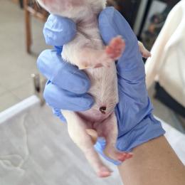 Girl 1 - White female Chihuahua puppy in Haines City, Florida from Kassafina Kennel