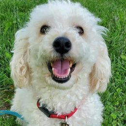 Murphy - Poodle