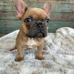 French Bulldog Puppies from Southern Dreams Farm, LLC