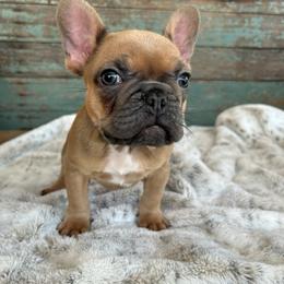 French Bulldog Puppies from Southern Dreams Farm, LLC