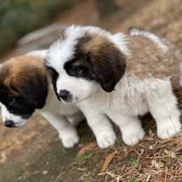 Saint Bernard Puppies from Southern Saints