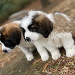 Saint Bernard Puppies from Southern Saints