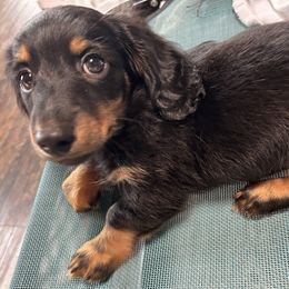 Mr. Blue - Black and tan male Dachshund puppy in Proctor, Montana from Blue Star Dachshunds