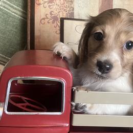 Dallas - Cream male Dachshund puppy in Sharon Springs, New York from Show Us The Way Homestead