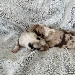 Boy 2 - Red merle male Australian Shepherd puppy in Rochester, Massachusetts from Clover Creek Aussies