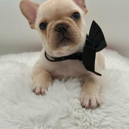 Holden - Cream male French Bulldog puppy in Largo, Florida from Big Daddy Frenchies