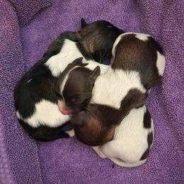 Havanese and Miniature Australian Shepherds from Fredrickson Farm's Miniature Australian Shepherds and Havanese