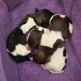 Havanese and Miniature Australian Shepherds from Fredrickson Farm's Miniature Australian Shepherds and Havanese