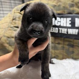 Suki - Black brindle female Dutch Shepherd puppy in Watertown, Connecticut from APACHEK9