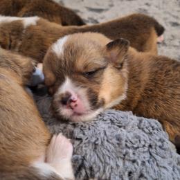 Gilgy - Sable male Pembroke Welsh Corgi puppy in Purcellville, Virginia from Rhone River Farm Pembroke Welsh Corgis