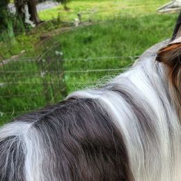 Biewer Terriers from Silvano's Biewer Terriers