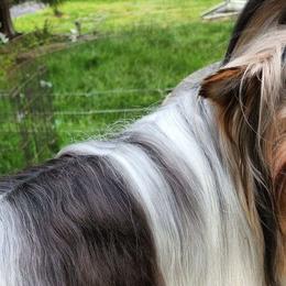 Biewer Terriers from Silvano's Biewer Terriers