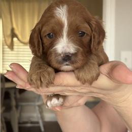 Girl 2 - Red female Cavapoo puppy in Youngsville, North Carolina from Blackberry Hill Doodles