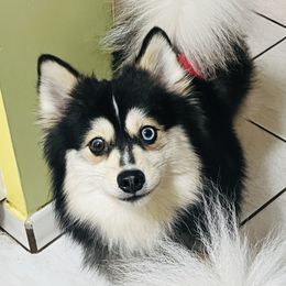 Stormy - Pomsky