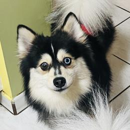Stormy - Pomsky