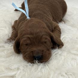 Light blue Girl - Red  female Goldendoodle puppy in Waskom, Texas from Pearls & Curls doodles & poodles