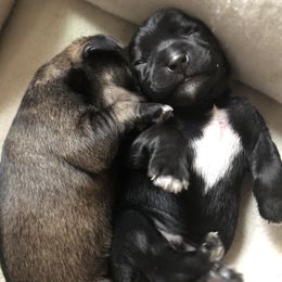 Miniature Schnauzer and Poodle Puppies from Bits & Bytes Farm