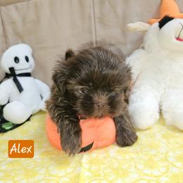 Alex - Liver and white male Shih Tzu puppy in Picayune, Mississippi from Guillot Shih Tzu
