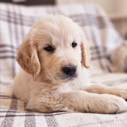 Blue Collar - Golden male Golden Retriever puppy in Coarsegold, California from Sierra Hills Retrievers