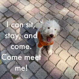 Butterball - Cream Labradoodle puppy in Naples, Florida from Devoted Labradoodles