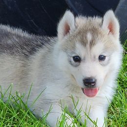 Siberian Husky Puppies from Light Foot Kennel