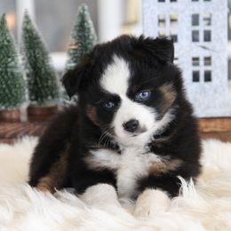 Skye - Black tri female Miniature Australian Shepherd puppy in Mifflin, Pennsylvania from Cabin Hearth Miniature and Toy Australian Shepherds