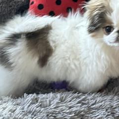 Japanese Chins from Marbils