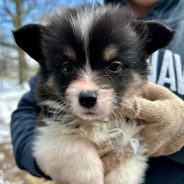 Purple collar Girl Merry - Black and tan female Pembroke Welsh Corgi puppy in Paris, Kentucky from Flat Run Corgis