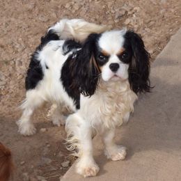 Wooster - Cavalier King Charles Spaniel