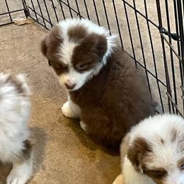 Ariel - Red tri-color female Australian Shepherd puppy in Hammond, Louisiana from Gold Ring Australian Shepherds