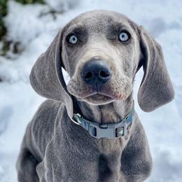 Weimaraners from Blue Phantom Kennels