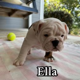 Ella - Brindle female Bulldog puppy in Cleveland, Tennessee from Dowds Bulldogs