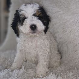 Bernedoodle Puppies from Pearce Pups