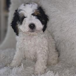 Bernedoodle Puppies from Pearce Pups