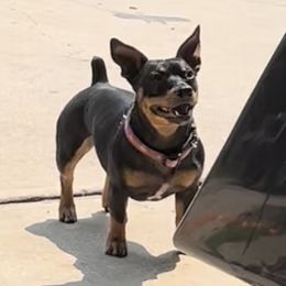 Bowie - Teddy Roosevelt Terrier