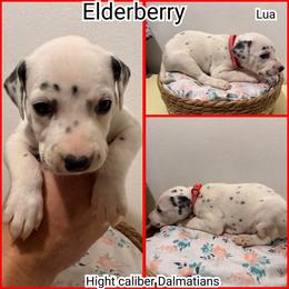 Elderberry - White and black male Dalmatian puppy in Pocatello, Idaho from High Caliber Dalmatians