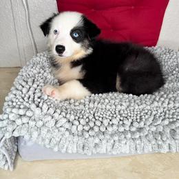 Mila - Black tri-color female Australian Shepherd puppy in Polk City, Florida from Skaky Shepherds
