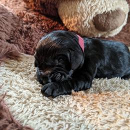 Lucy - Bernedoodle puppy in Germantown, Wisconsin from Love for Doodles, LLC / 262.720.0190